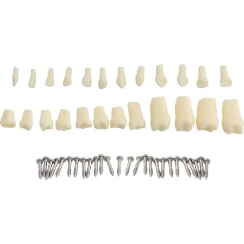 24pcs Teeth for Dental Model Teaching Model Teeth Model for Children Demonstration Soft Gum