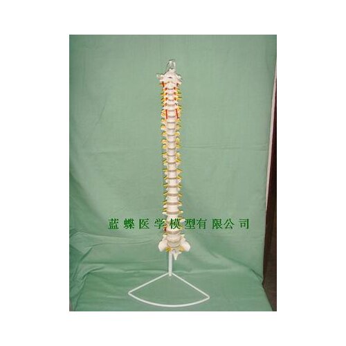 80cm Human spine model 1：1 PVC Spine model (without pelvis)