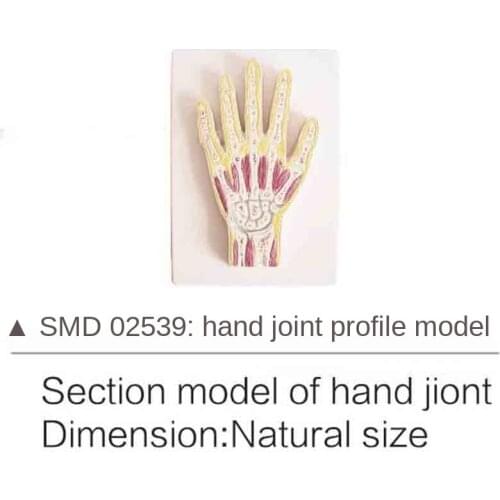 SMD02539 hand joint profile model