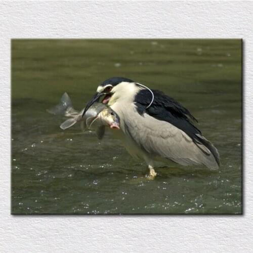 Heron bihoreau Fine Canvas prints Art painting of fishing Black-crowned Night-heron quality craft for living room free shipping