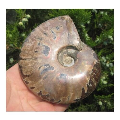 450g LOVELY AMMONITE FOSSIL (CRETACEOUS) MADAGASCAR