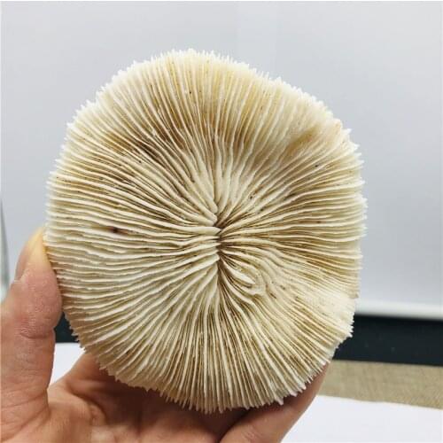 110-120g Natural pinggu fossil mineral specimens decorated as gifts collection