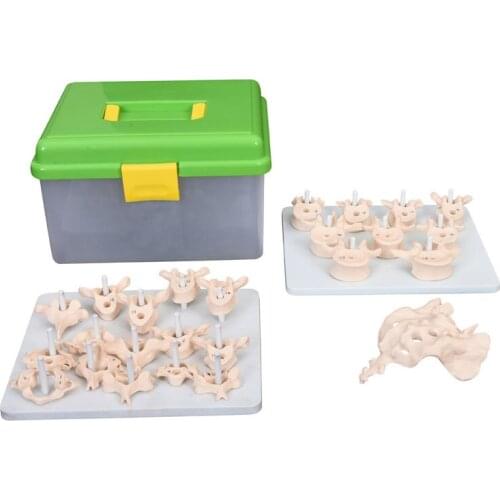 Life-Size Vertebral Column Disarticulate Model
