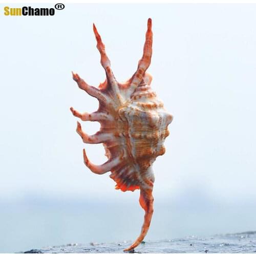 New Natural Conch Shell Fish Tank Landscape Decoration Mediterranean Micro Landscape Props Small Gifts Table Ornaments Specimens