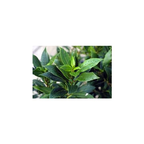 PERFECT WITH ITS PERFECT FLAVORS - 500 GRAMS FREE SHİPPİNG