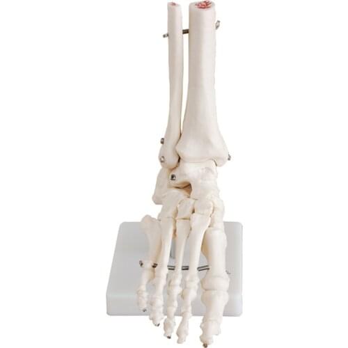 TECHTONGTUO Skeleton Models China