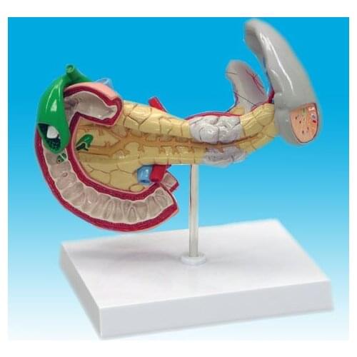 Lesion Pancreatic spleen bravery Duodenal model lesion visceral dissection model