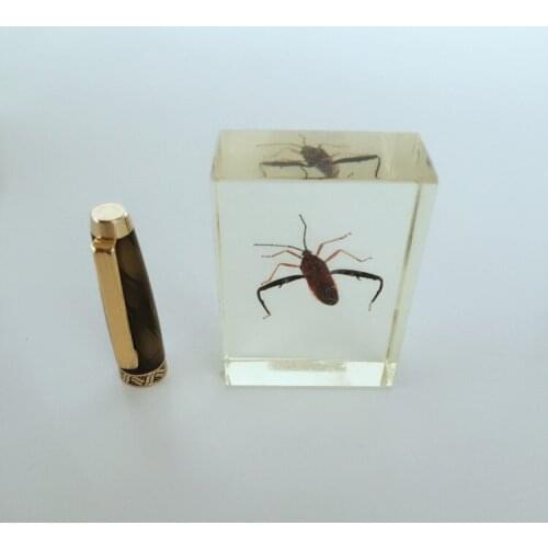 Real Insect Specimen Model Real Insect Embedded Transparent Resin Specimen Insect Specimen Biological Entomology Teaching Aids