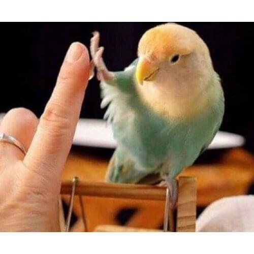 Kexinzu Full 5D DIY Square Round Diamond Painting Animal Bird 3D Embroidery Cross Stitch Rhinestone Mosaic Home Decor K220