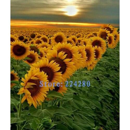Beautiful Sunflower garden Needlework 14CT Canvas Unprinted Handmade Embroidery Cross Stitch Kit DIY Home Decor