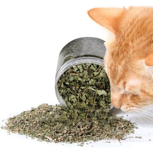 Natural Catnip Cat Toys Menthol Flavor Nepeta Cataria Cattle Grass Protect Cat Stomach Vitamin Supplement Healthy Clean Teeth
