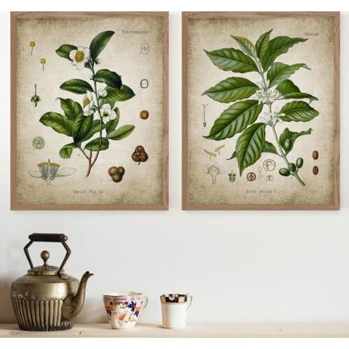 Tea & Coffee Plants Vintage Posters and Prints Kitchen Wall Decor , Botanic Pictures Wall Art Canvas Painting Restaurant Decor
