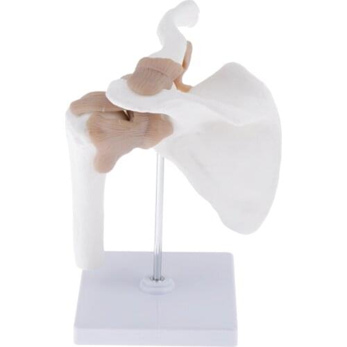1:1 Life Size Human Shoulder Joint Ligament Model Teaching Tools Prop