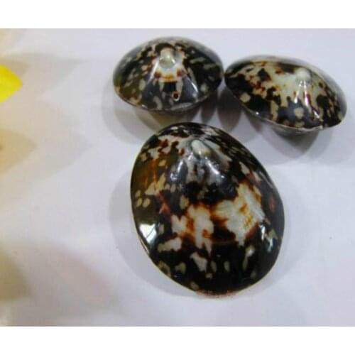 4-5 cm nature turtle egg shell wedding decoration Mediterranean fish tank natural conch shell sea shells natural snail shell