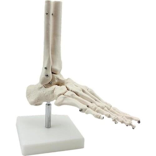 Life Size joints and bones of foot anatomy Human Foot and Ankle Model with shank bone Anatomical Models