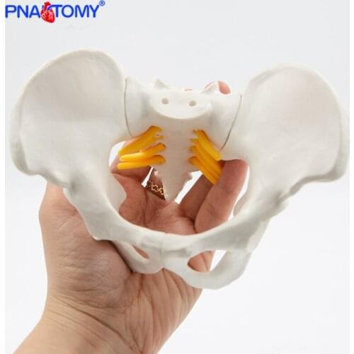 Mini Human Pelvis Bone Anatomical Model Skeleton Anatomy Model Pelvic Models Teaching Resources Educational Model Props