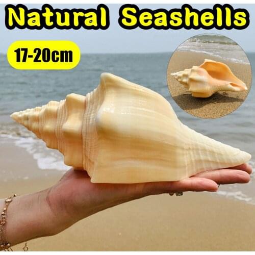 17-20CM LARGE NATURAL CONCH SHELL CORAL PEARL MUSSEL CLAM DOUBLE-SIDED SEASHELL HOME FISH TANK ACCESSORIES AQUARIUM DECOR NEW