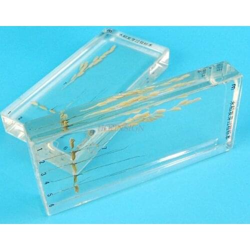 Instrument experimental Rice specimens for childrens cognitive primary school children teaching plant seeds sprout