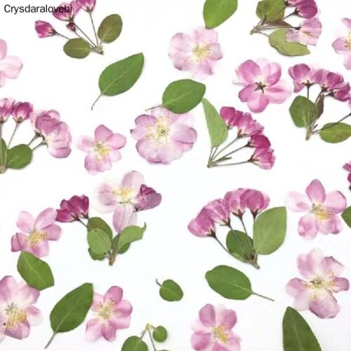 60pcs Pressed Dried Flower Malus Spectabilis Flower/Buds Leaf Plant Herbarium For Jewelry Postcard Bookmark Phone Case Craft DIY