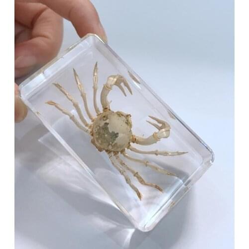 Hand Crab in Clear Block Education Fashion Specimen