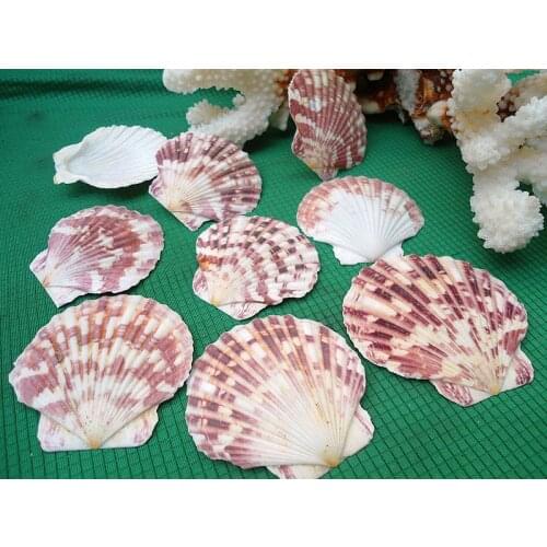 HappyKiss 5pcs Fish tank decoration DIY platform aquarium decorations Pure natural conch shells bells accessories material