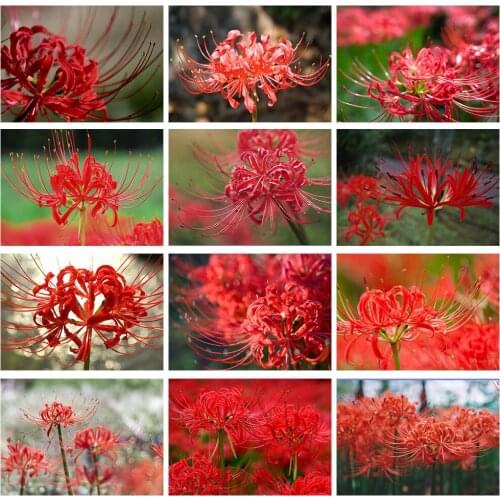 5D DIY Diamond Painting Flower Higanbana Diamond Embroidery Decorative Paintings Cross Stitch Kits Handicraft Needlework Art