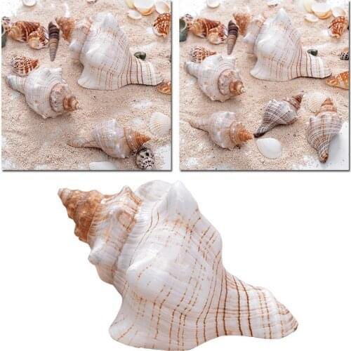 Natural Sea Snail Plus Intact Artware DIY Decoration Storage Conch Shells Delicate Container for Potting Plants Candle Holder