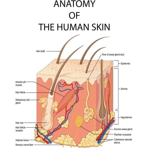 Educational Anatomy The Human Skin College University Medical Art Film Print Silk Poster Home Wall Decor 24x36inch