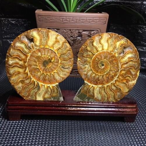 1Set Natural Ammonite Nautilus Madagaska Fossil Spicemen Energy Reiki Stones Room Home Office Aquarium Decoration Accessories
