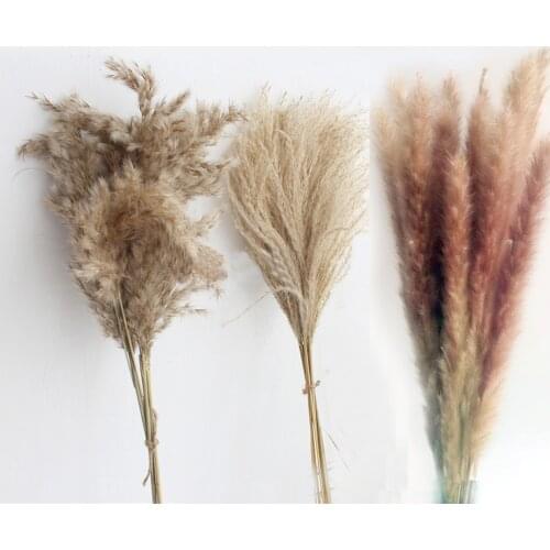 20pcs raw color 3 kinds available Dried plants pampas grass phragmites&reed&bulrush flowers communis wedding flower bunch