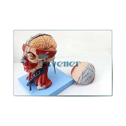 Human Anatomica Muscles Of Head And Neck Anatomy Medical Model Blood Vessels