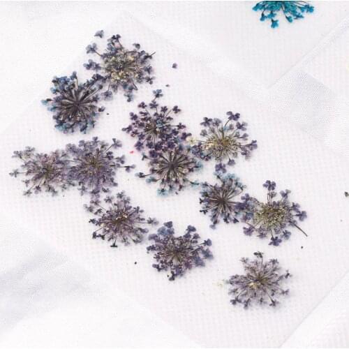 12Pcs Real Pressed Flowers Annes Lace Dried Flowers For Resin Jewelry Making