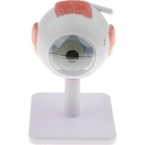 3 Times Enlarged Human Eye Model Eyeball Structure Model, 6 Parts Removable