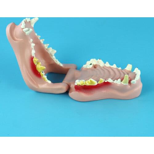 Dog Teeth Dental Pathology Model Canine Oral Model Animal Anatomy Teaching Demonstration Model