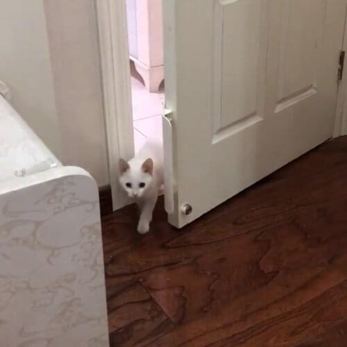 P15D Pet Door Opener Controllable Entry Training Open Door Hole Tool Without Drilling