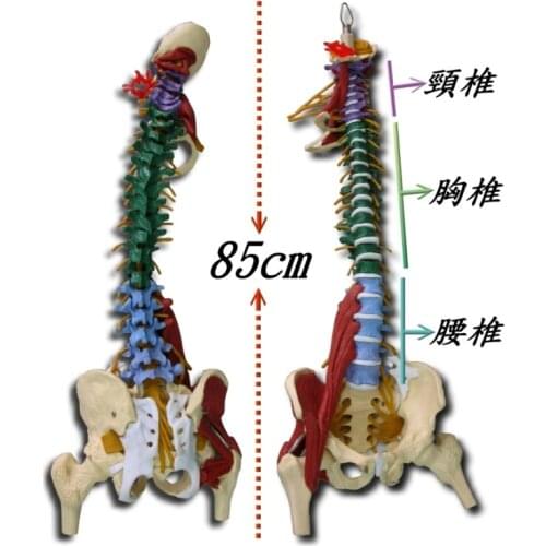 The body of the spine band belt spine model colored spine model
