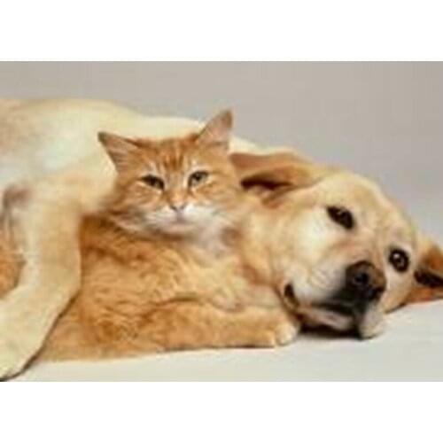 Dog and cat on Moon DIY Crystal full 5D plastic diamond painting cross stitch kit art 3Dmosaic square rhinestone