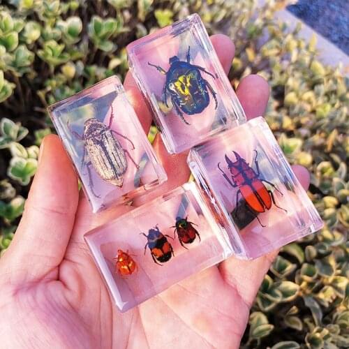 Beautiful Insect In Resin Animal Collection Paperweight for Office Desk for Men Women Biology Science Teacher Education TS2