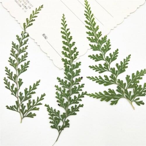 120pcs Pressed Dried Fern Stenoloma Chusanum Leaf Dry Plants Herbarium for Jewelry Frame Making Craft DIY Accessories