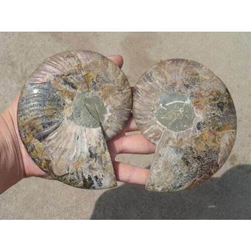 550g NATURAL CUT CRETACEOUS AMMONITE FOSSIL Sliced + STAND 125g