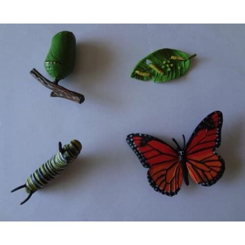 Pvc figure Genuine simulation model toy butterfly life cycle set