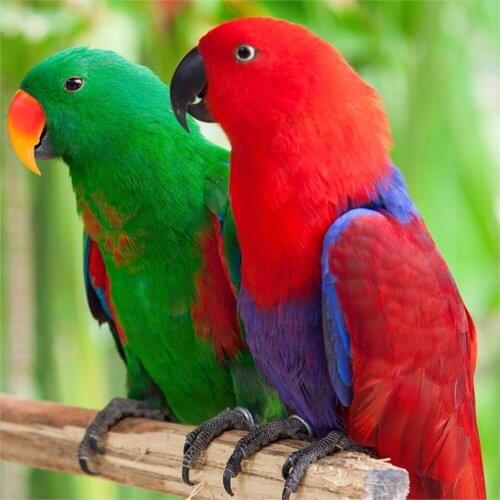 New Diy Round Diamond Painting Cross Stitch Handcrafted Mosaic Beads Embroidery Red Green Parrot Bird Art Kit animal