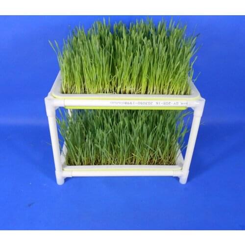 Семена LYOVULIFE China At AliExpress