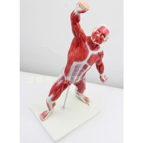 Art Human Body Muscle teaching model Human body Muscle Anatomy Torso 50CM