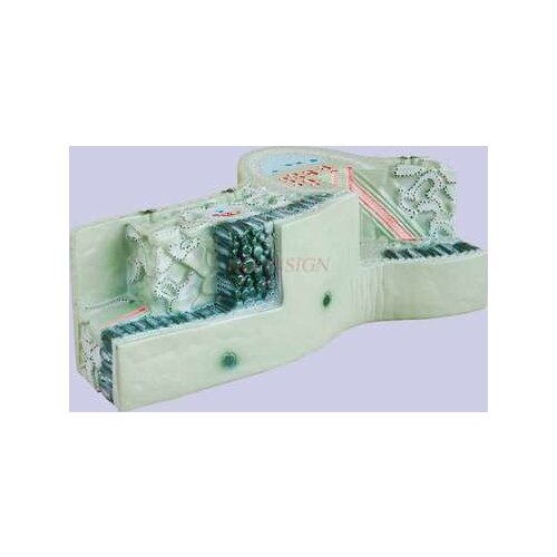 Plant model leaf structure model biology teaching model leaf vein cross section cell tissue model
