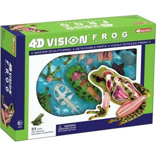 Animal biology frog organs anatomy 4D master puzzle assembly toys Medical models