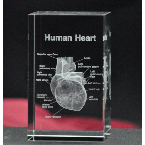TOP COOL BEST GIFT - Medicine Medical Science Internal medicine Doctor heart Figurine 3D Crystal decorative art statue