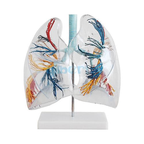 2X Life Size Professional Educational Clear Lung Segment Anatomy Medical Model