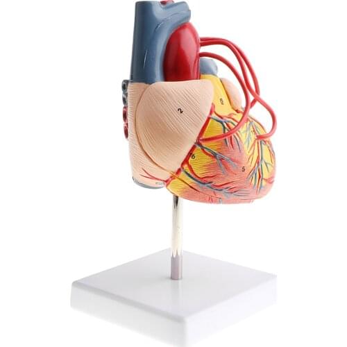 Laboratory Study Equipment 1:1 Detachable Human Heart Bypass Ventricles Veins Model Educative Science Toy