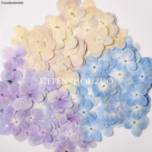 120pcs Dried Pressed Natural Pink-Purple Hydrangea Flower Plant Herbarium For Jewelry Bookmark Phone Case Scrapbook DIY